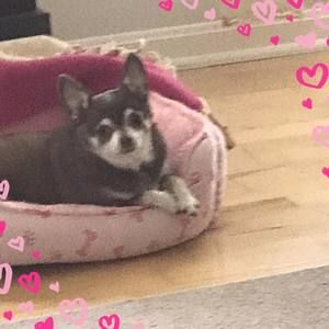 Meet your Posher, Maxine